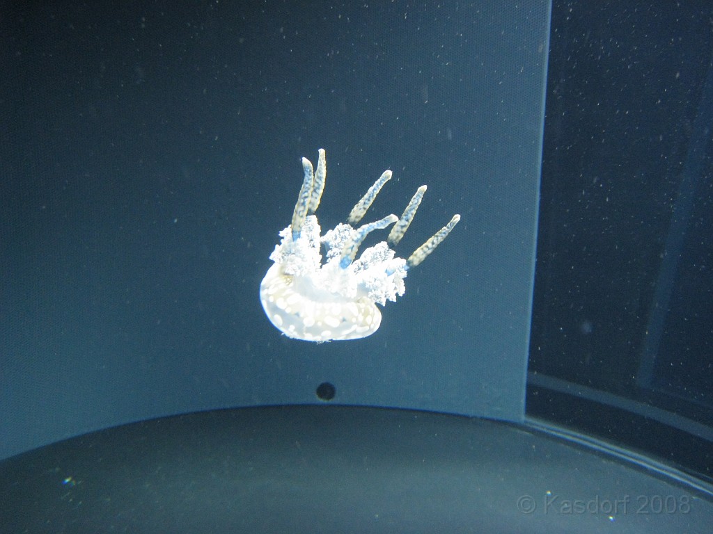 Baltimore MD 2009 1020.jpg - A 4th of July trip to Washington DC in 2009 included a stop in Baltimore MD to see the National Aquarium.